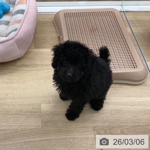 トイ・プードルの写真