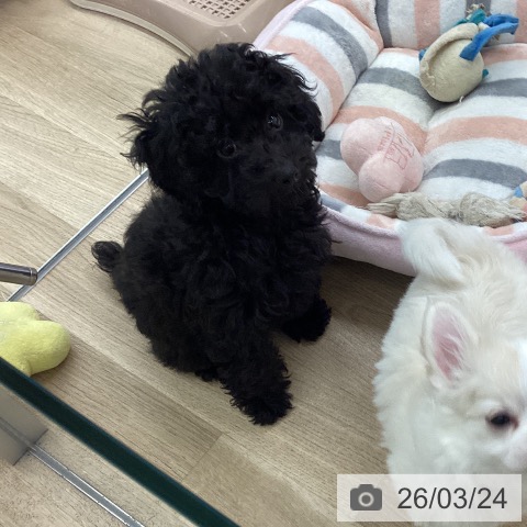 福岡県のトイプードル(トイ) (ペットプラス 春日店/2025年12月31日生まれ/女の子/ブラック)の子犬の4枚目の画像