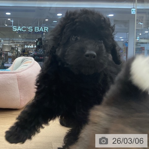 福岡県のトイプードル(トイ) (ペットプラス 小倉南店/2025年12月31日生まれ/女の子/ブラック)の子犬の4枚目の画像