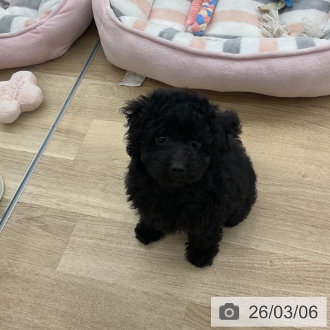 トイ・プードルの写真