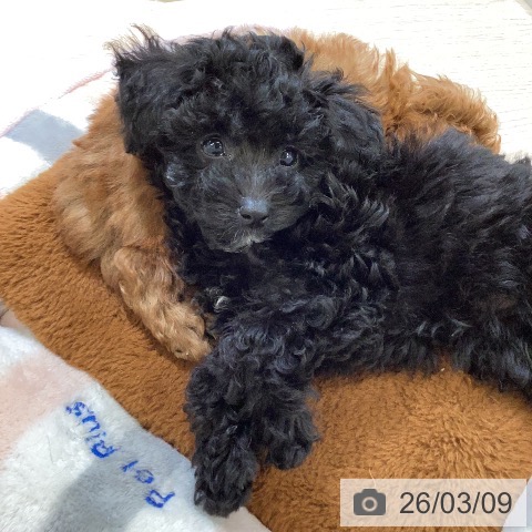 富山県のトイプードル(トイ) (ペットプラス 高岡店/2025年12月31日生まれ/女の子/ブラック)の子犬の4枚目の画像