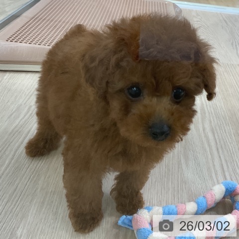 トイ・プードルの写真