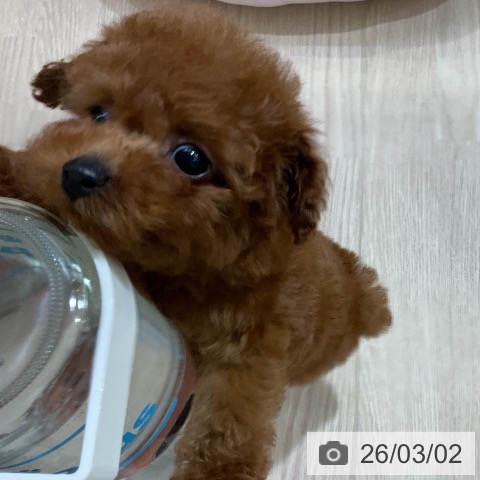 トイ・プードルの写真