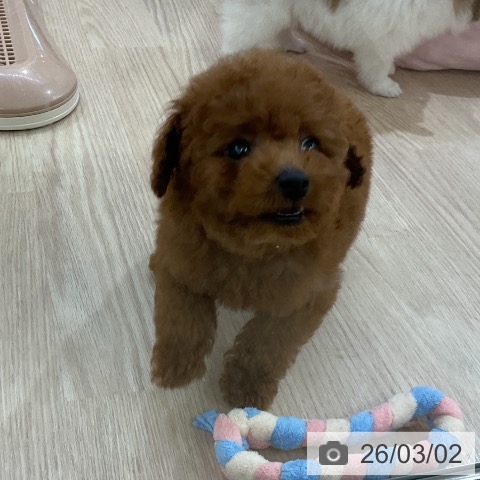 トイ・プードルの写真