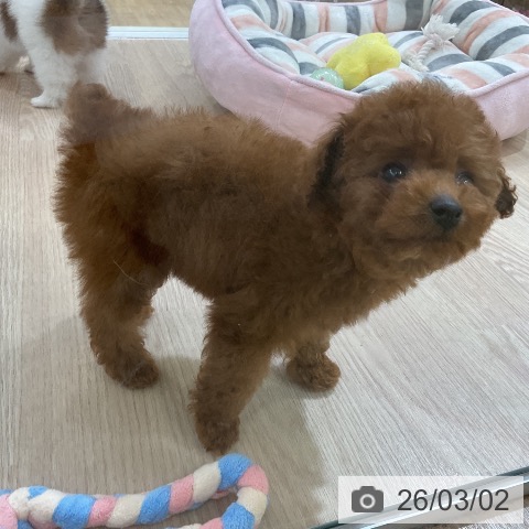 トイ・プードルの写真