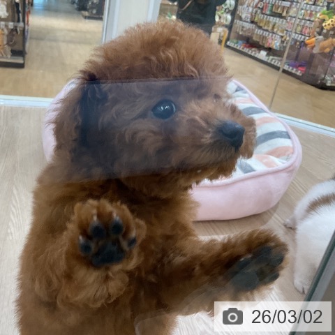 トイ・プードルの写真