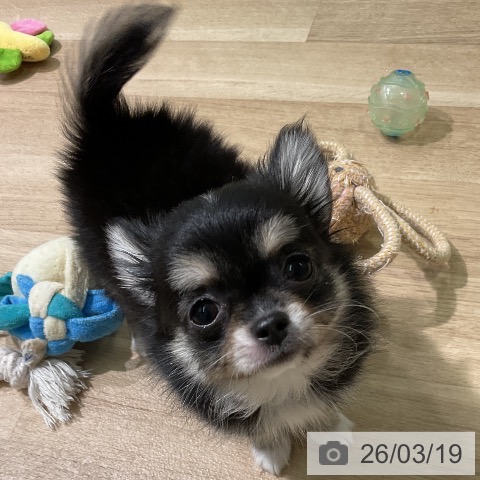 愛知県のチワワ(ロング) (ペットプラス 岡崎店/2025年12月30日生まれ/男の子/ブラックタンホワイト)の子犬の4枚目の画像