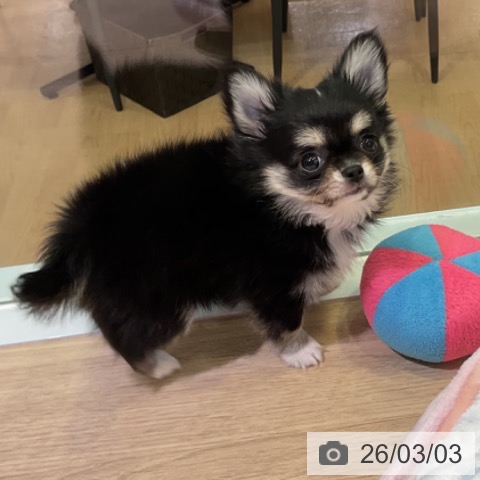 愛知県のチワワ(ロング) (ペットプラス 岡崎店/2025年12月30日生まれ/男の子/ブラックタンホワイト)の子犬の3枚目の画像