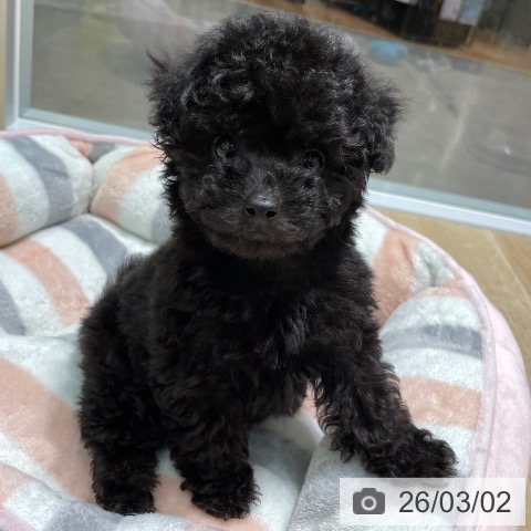 トイ・プードルの写真