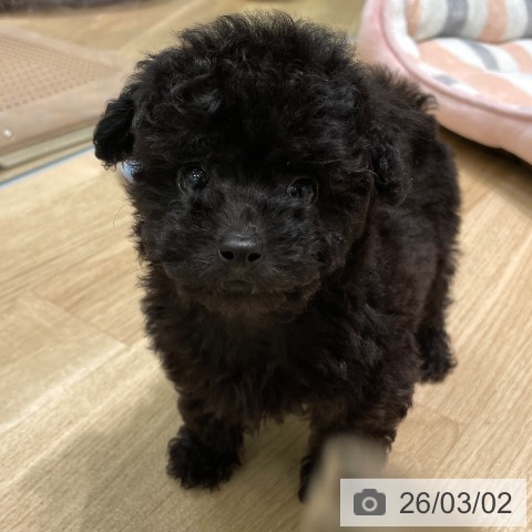 トイ・プードルの写真