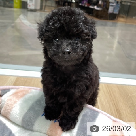 トイ・プードルの写真