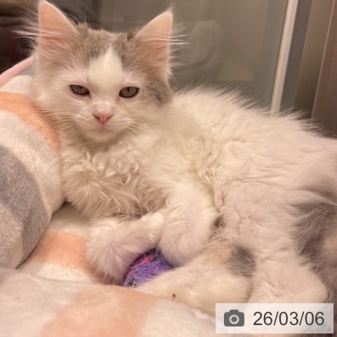 サイベリアンの写真