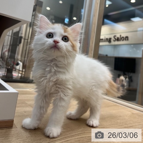 サイベリアンの写真