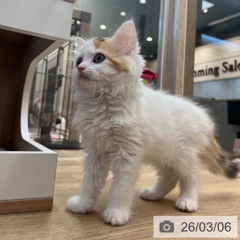 サイベリアンの写真