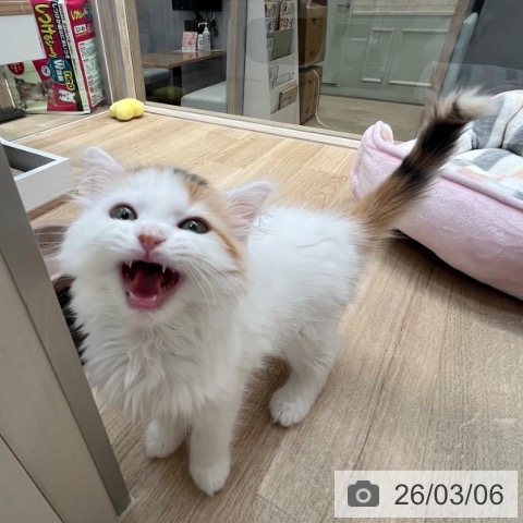 サイベリアンの写真