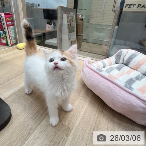 サイベリアンの写真