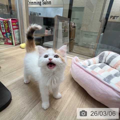 サイベリアンの写真