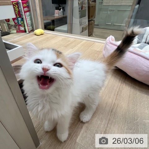 サイベリアンの写真