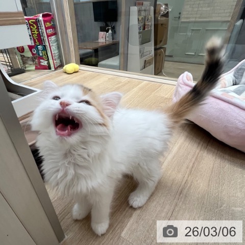 サイベリアンの写真