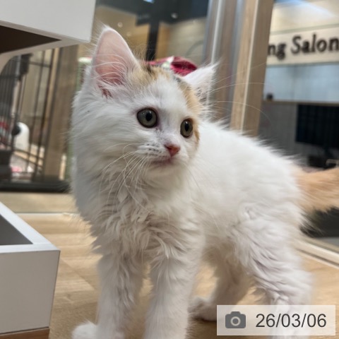 サイベリアンの写真