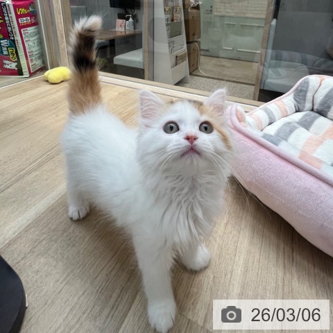 サイベリアンの写真