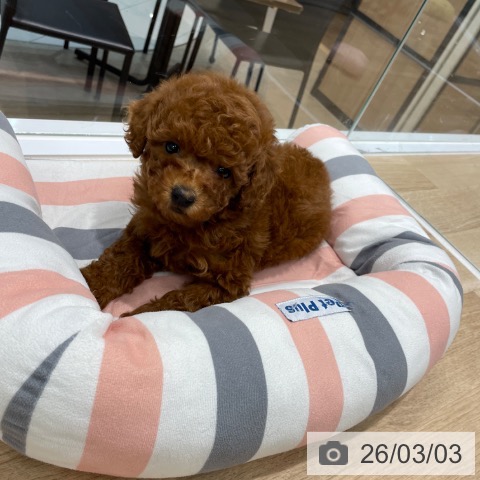 福岡県のトイプードル(トイ) (ペットプラス 八幡東店/2026年1月1日生まれ/女の子/レッド)の子犬の4枚目の画像