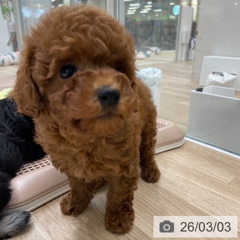 福岡県のトイプードル(トイ) (ペットプラス 八幡東店/2026年1月1日生まれ/女の子/レッド)の子犬の3枚目の画像