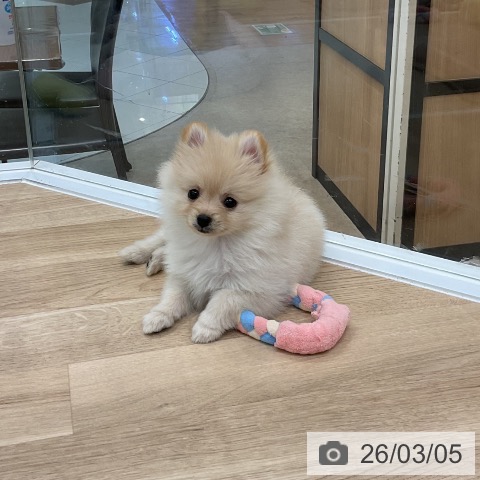 ポメラニアンの写真