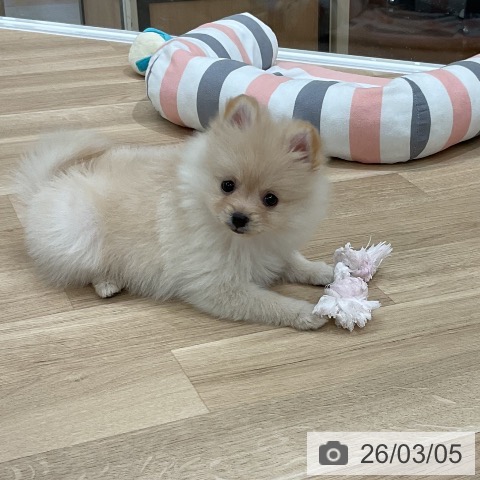 ポメラニアンの写真