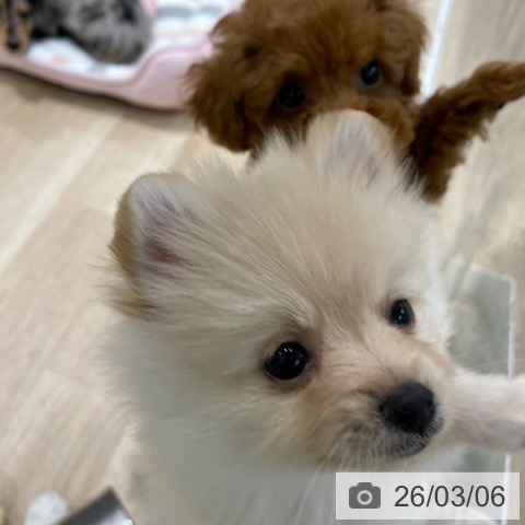 ポメラニアンの写真