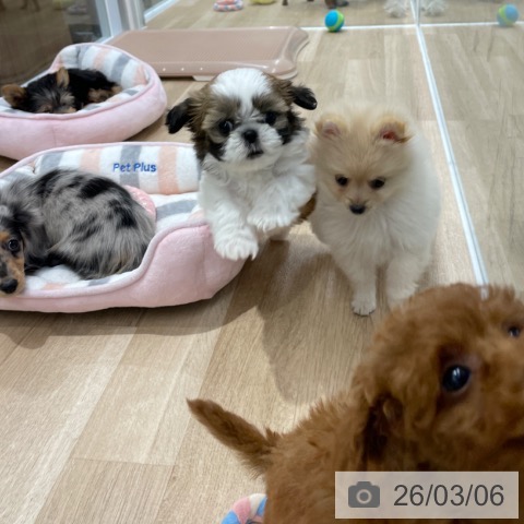 ポメラニアンの写真