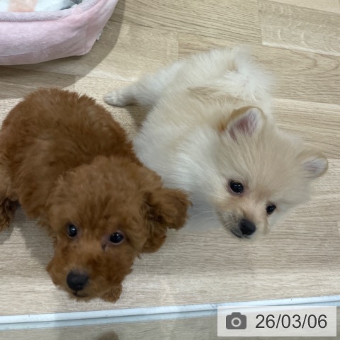 ポメラニアンの写真