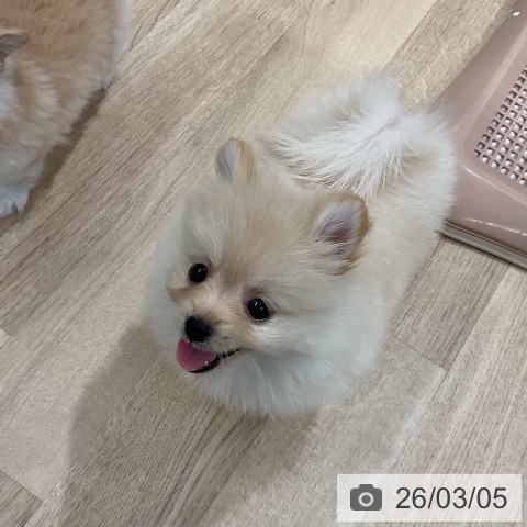 ポメラニアンの写真