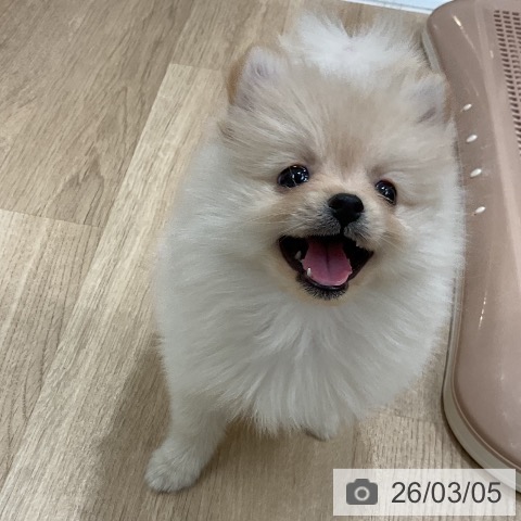 ポメラニアンの写真