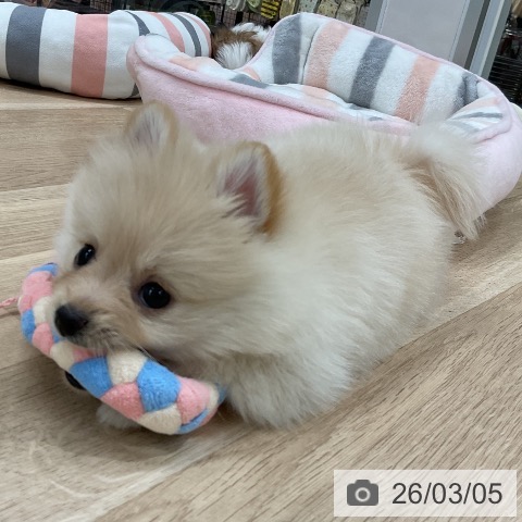 ポメラニアンの写真