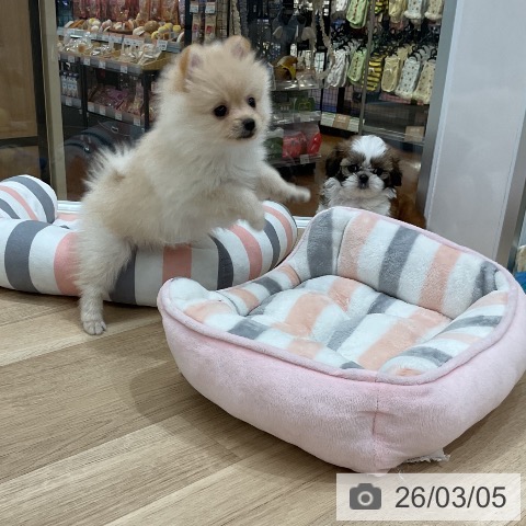 ポメラニアンの写真