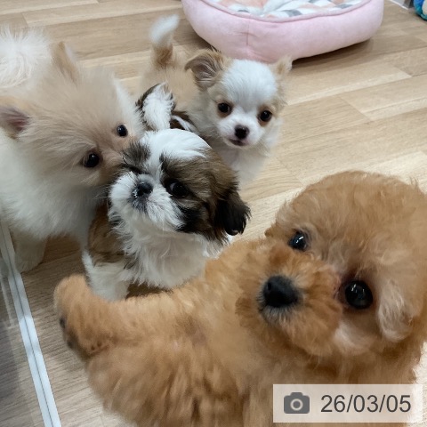 ポメラニアンの写真