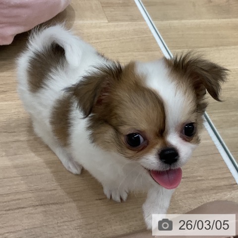 福岡県のチワワ(ロング) (ペットプラス 八幡東店/2025年12月26日生まれ/男の子/ホワイトフォーン)の子犬の4枚目の画像