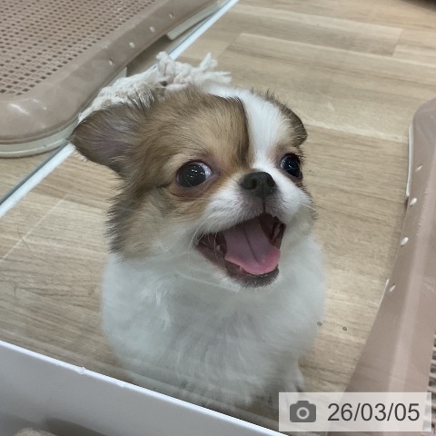 福岡県のチワワ(ロング) (ペットプラス 八幡東店/2025年12月26日生まれ/男の子/ホワイトフォーン)の子犬の3枚目の画像