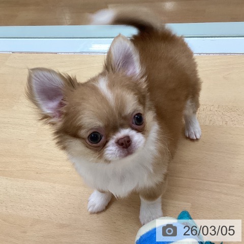 チワワの写真