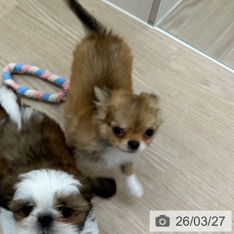 長崎県のチワワ(ロング) (ペットプラス 長崎店/2025年12月28日生まれ/女の子/フォーンホワイト)の子犬の4枚目の画像