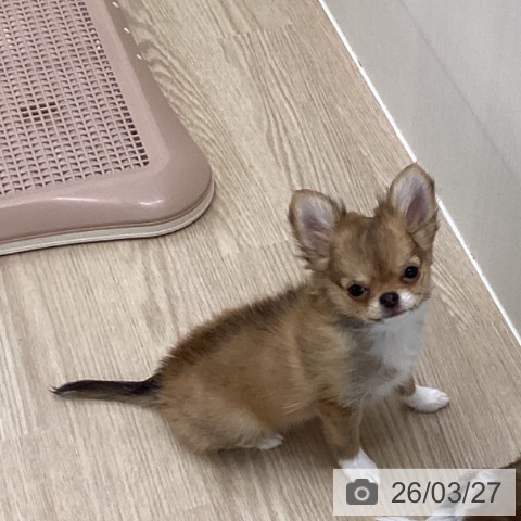 長崎県のチワワ(ロング) (ペットプラス 長崎店/2025年12月28日生まれ/女の子/フォーンホワイト)の子犬の3枚目の画像