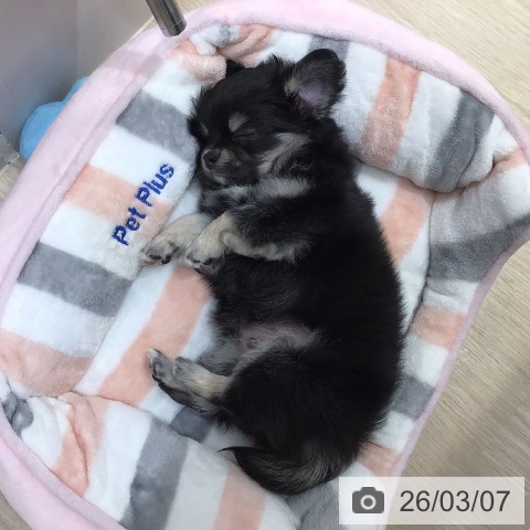 沖縄県のチワワ(ロング) (ペットプラス 沖縄ライカム店/2026年1月1日生まれ/男の子/ブラックタンホワイト)の子犬の3枚目の画像