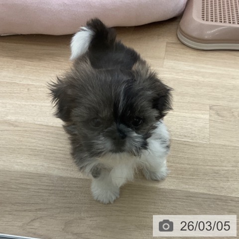 シー・ズーの写真