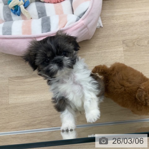 シー・ズーの写真