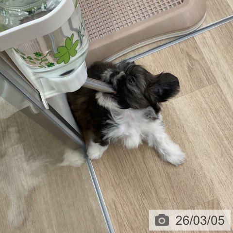 シー・ズーの写真