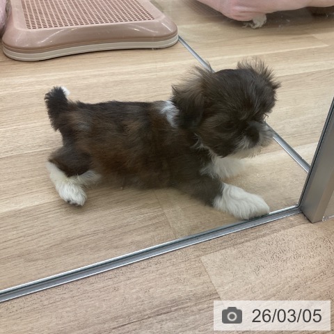 シー・ズーの写真