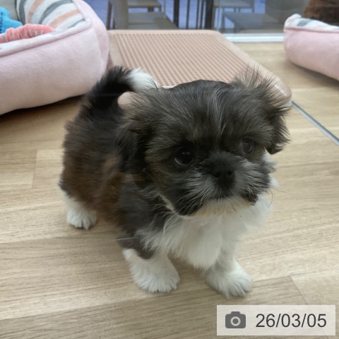 シー・ズーの写真