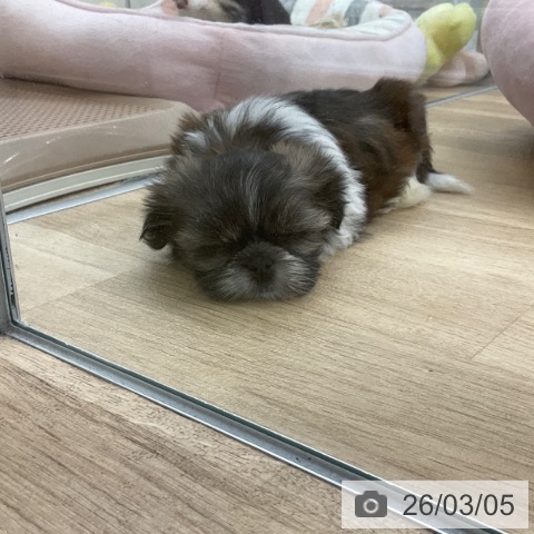 シー・ズーの写真