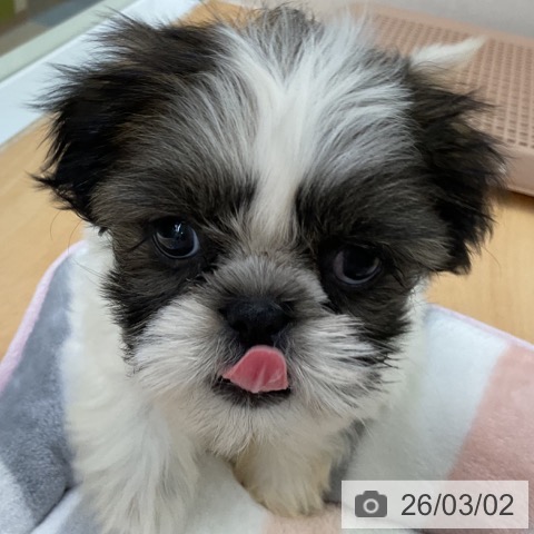 シー・ズーの写真